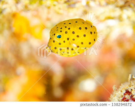 可愛的箱魨幼魚和其他魚類。日本伊豆半島靜岡縣南伊豆町中木町鰩藏海灘 - 2025，日本頂級浮潛地點之一 138294872