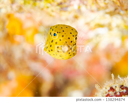 可愛的箱魨幼魚和其他魚類。日本伊豆半島靜岡縣南伊豆町中木町鰩藏海灘 - 2025，日本頂級浮潛地點之一 138294874