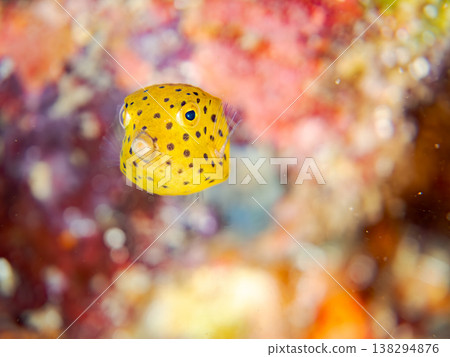 可愛的箱魨幼魚和其他魚類。日本伊豆半島靜岡縣南伊豆町中木町鰩藏海灘 - 2025,日本頂級浮潛地點之一 可愛的箱魨幼魚和其他魚類。日本伊豆半島靜岡縣南伊豆町中木町鰩藏海灘 - 2025,日本頂級浮潛地點之一 138294876