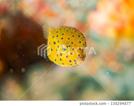 可愛的箱魨幼魚和其他魚類。日本伊豆半島靜岡縣南伊豆町中木町鰩藏海灘 - 2025，日本頂級浮潛地點之一 138294877