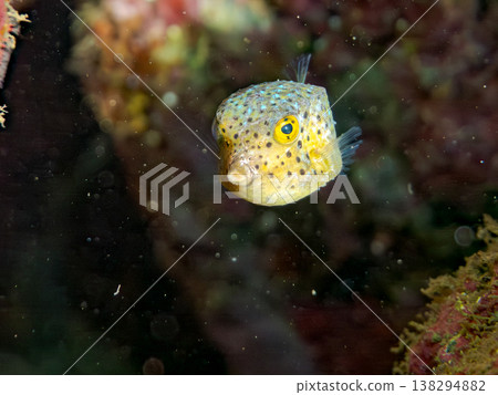 可愛的箱魨幼魚和其他魚類。日本伊豆半島靜岡縣南伊豆町中木町鰩藏海灘 - 2025，日本頂級浮潛地點之一 138294882