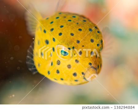 可愛的箱魨幼魚和其他魚類。日本伊豆半島靜岡縣南伊豆町中木町鰩藏海灘 - 2025，日本頂級浮潛地點之一 138294884