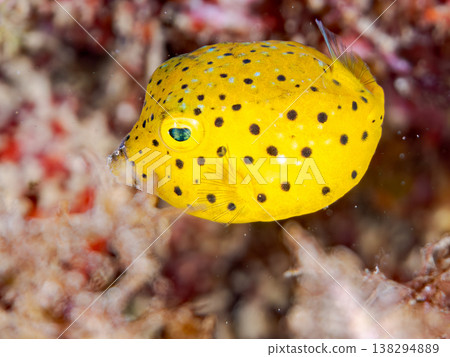 可愛的箱魨幼魚和其他魚類。日本伊豆半島靜岡縣南伊豆町中木町鰩藏海灘 - 2025,日本頂級浮潛地點之一 可愛的箱魨幼魚和其他魚類。日本伊豆半島靜岡縣南伊豆町中木町鰩藏海灘 - 2025,日本頂級浮潛地點之一 138294889