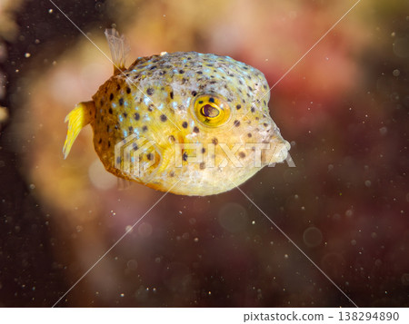 可愛的箱魨幼魚和其他魚類。日本伊豆半島靜岡縣南伊豆町中木町鰩藏海灘 - 2025，日本頂級浮潛地點之一 138294890