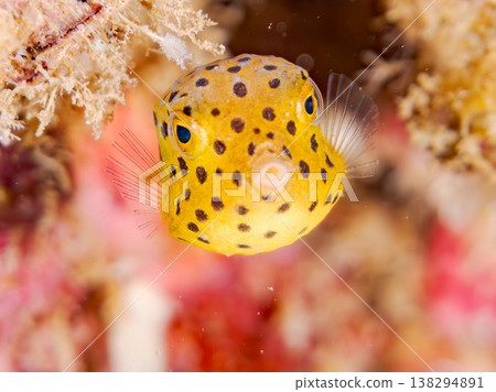 可愛的箱魨幼魚和其他魚類。日本伊豆半島靜岡縣南伊豆町中木町鰩藏海灘 - 2025，日本頂級浮潛地點之一 138294891
