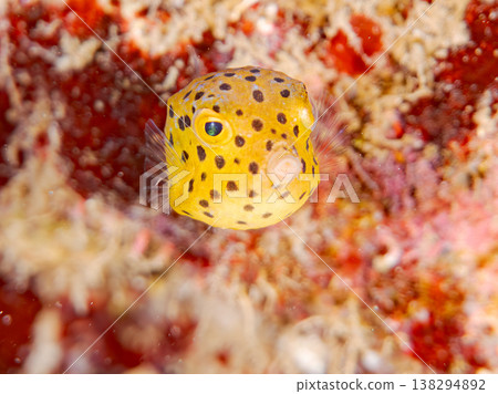 可愛的箱魨幼魚和其他魚類。日本伊豆半島靜岡縣南伊豆町中木町鰩藏海灘 - 2025，日本頂級浮潛地點之一 138294892