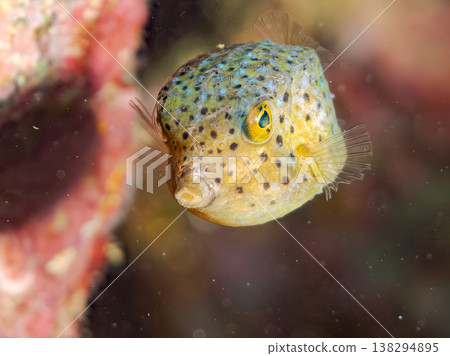 Cute boxfish juveniles and others. Hirizo Beach, Nakagi, Minamiizu Town, Shizuoka Prefecture, Izu Peninsula - 2025 One of Japan's leading snorkeling spots Cute boxfish juveniles and others. Hirizo Beach, Nakagi, Minamiizu Town, Shizuoka Prefecture, Izu Peninsula - 2025 One of Japan's leading snorkeling spots 138294895