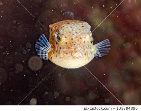 Cute boxfish juveniles and others. Hirizo Beach, Nakagi, Minamiizu Town, Shizuoka Prefecture, Izu Peninsula - 2025 One of Japan's leading snorkeling spots Cute boxfish juveniles and others. Hirizo Beach, Nakagi, Minamiizu Town, Shizuoka Prefecture, Izu Peninsula - 2025 One of Japan's leading snorkeling spots 138294896