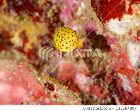 可愛的箱魨幼魚和其他魚類。日本伊豆半島靜岡縣南伊豆町中木町鰩藏海灘 - 2025，日本頂級浮潛地點之一 138294897