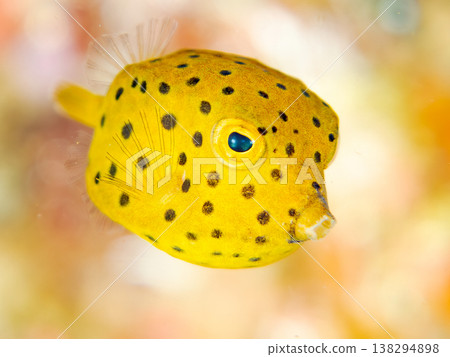 可愛的箱魨幼魚和其他魚類。日本伊豆半島靜岡縣南伊豆町中木町鰩藏海灘 - 2025，日本頂級浮潛地點之一 138294898