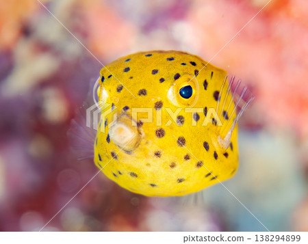 可愛的箱魨幼魚和其他魚類。日本伊豆半島靜岡縣南伊豆町中木町鰩藏海灘 - 2025，日本頂級浮潛地點之一 138294899