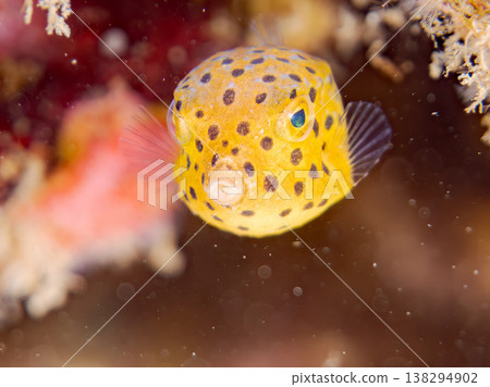 可愛的箱魨幼魚和其他魚類。日本伊豆半島靜岡縣南伊豆町中木町鰩藏海灘 - 2025，日本頂級浮潛地點之一 138294902