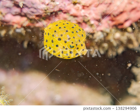 可愛的箱魨幼魚和其他魚類。日本伊豆半島靜岡縣南伊豆町中木町鰩藏海灘 - 2025，日本頂級浮潛地點之一 138294906