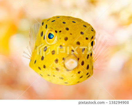 可愛的箱魨幼魚和其他魚類。日本伊豆半島靜岡縣南伊豆町中木町鰩藏海灘 - 2025，日本頂級浮潛地點之一 138294908