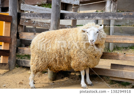 A sheep A sheep 138294918