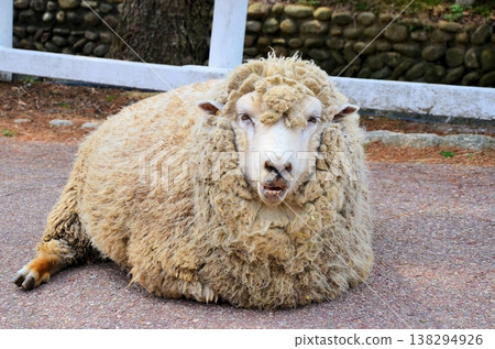 A sheep A sheep 138294926
