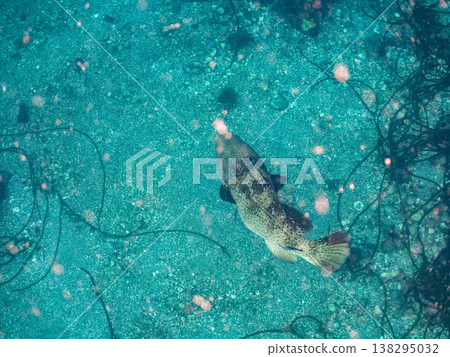 Large, high-grade fish such as the grouper (moroko). Hirizo Beach, Nakagi, Minamiizu Town, Shizuoka Prefecture, Izu Peninsula - 2025 One of Japan's leading snorkeling spots. Large, high-grade fish such as the grouper (moroko). Hirizo Beach, Nakagi, Minamiizu Town, Shizuoka Prefecture, Izu Peninsula - 2025 One of Japan's leading snorkeling spots. 138295032