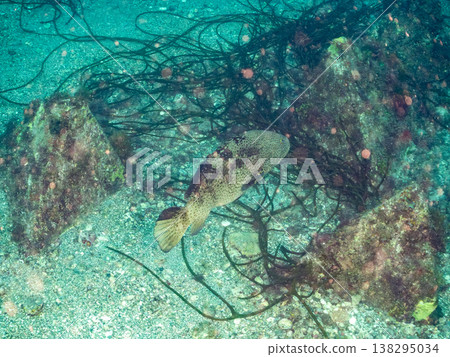 大型優質魚類,例如石斑魚(moroko)。靜岡縣伊豆半島南伊豆町中木町的Hirizo海灘 - 2025,日本頂級浮潛地點之一。 大型優質魚類,例如石斑魚(moroko)。靜岡縣伊豆半島南伊豆町中木町的Hirizo海灘 - 2025,日本頂級浮潛地點之一。 138295034