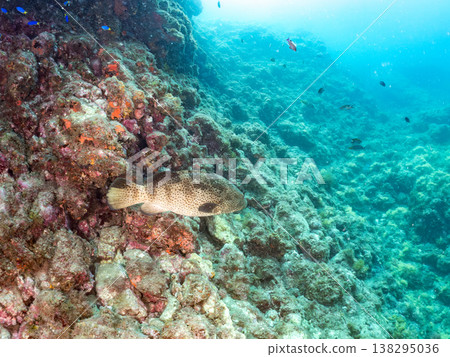 Large, high-grade fish such as the grouper (moroko). Hirizo Beach, Nakagi, Minamiizu Town, Shizuoka Prefecture, Izu Peninsula - 2025 One of Japan's leading snorkeling spots. Large, high-grade fish such as the grouper (moroko). Hirizo Beach, Nakagi, Minamiizu Town, Shizuoka Prefecture, Izu Peninsula - 2025 One of Japan's leading snorkeling spots. 138295036