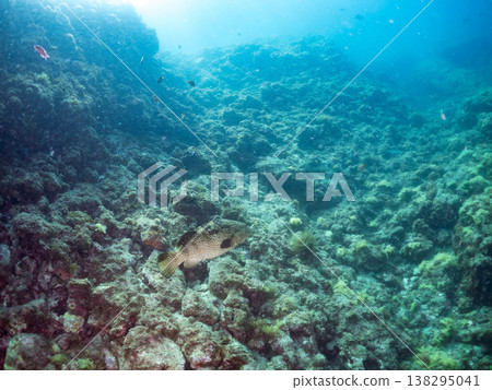Large, high-grade fish such as the grouper (moroko). Hirizo Beach, Nakagi, Minamiizu Town, Shizuoka Prefecture, Izu Peninsula - 2025 One of Japan's leading snorkeling spots. 138295041