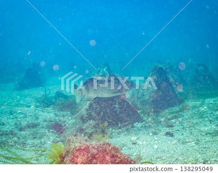 大型優質魚類,例如石斑魚(moroko)。靜岡縣伊豆半島南伊豆町中木町的Hirizo海灘 - 2025,日本頂級浮潛地點之一。 大型優質魚類,例如石斑魚(moroko)。靜岡縣伊豆半島南伊豆町中木町的Hirizo海灘 - 2025,日本頂級浮潛地點之一。 138295049