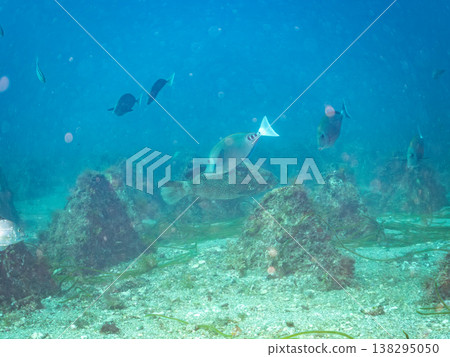 大型優質魚類,例如石斑魚(moroko)。靜岡縣伊豆半島南伊豆町中木町的Hirizo海灘 - 2025,日本頂級浮潛地點之一。 大型優質魚類,例如石斑魚(moroko)。靜岡縣伊豆半島南伊豆町中木町的Hirizo海灘 - 2025,日本頂級浮潛地點之一。 138295050