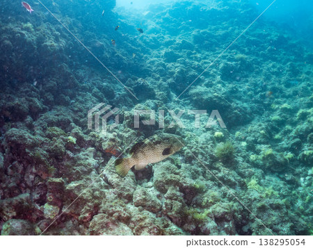 大型優質魚類，例如石斑魚（moroko）。靜岡縣伊豆半島南伊豆町中木町的Hirizo海灘 - 2025，日本頂級浮潛地點之一。 138295054