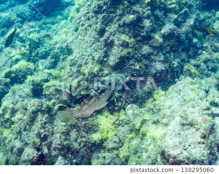 Large, high-grade fish such as the grouper (moroko). Hirizo Beach, Nakagi, Minamiizu Town, Shizuoka Prefecture, Izu Peninsula - 2025 One of Japan's leading snorkeling spots. Large, high-grade fish such as the grouper (moroko). Hirizo Beach, Nakagi, Minamiizu Town, Shizuoka Prefecture, Izu Peninsula - 2025 One of Japan's leading snorkeling spots. 138295060
