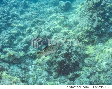 大型優質魚類，例如石斑魚（moroko）。靜岡縣伊豆半島南伊豆町中木町的Hirizo海灘 - 2025，日本頂級浮潛地點之一。 138295062