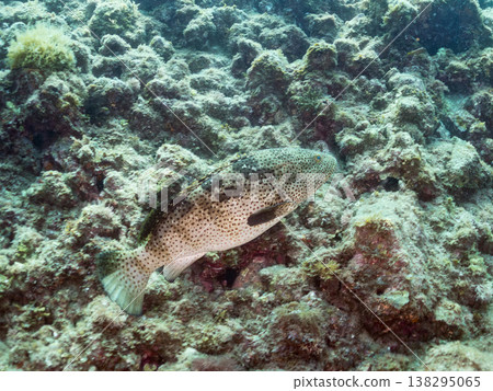 大型優質魚類，例如石斑魚（moroko）。靜岡縣伊豆半島南伊豆町中木町的Hirizo海灘 - 2025，日本頂級浮潛地點之一。 138295065