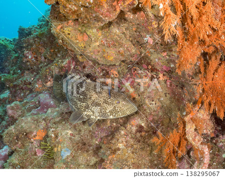 大型優質魚類，例如石斑魚（moroko）。靜岡縣伊豆半島南伊豆町中木町的Hirizo海灘 - 2025，日本頂級浮潛地點之一。 138295067