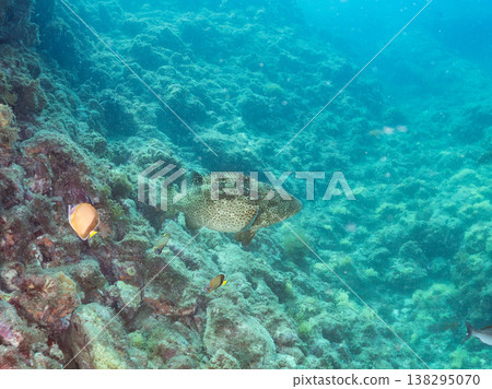 大型優質魚類，例如石斑魚（moroko）。靜岡縣伊豆半島南伊豆町中木町的Hirizo海灘 - 2025，日本頂級浮潛地點之一。 138295070