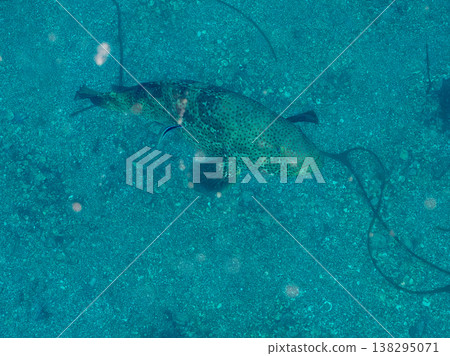 大型優質魚類,例如石斑魚(moroko)。靜岡縣伊豆半島南伊豆町中木町的Hirizo海灘 - 2025,日本頂級浮潛地點之一。 大型優質魚類,例如石斑魚(moroko)。靜岡縣伊豆半島南伊豆町中木町的Hirizo海灘 - 2025,日本頂級浮潛地點之一。 138295071