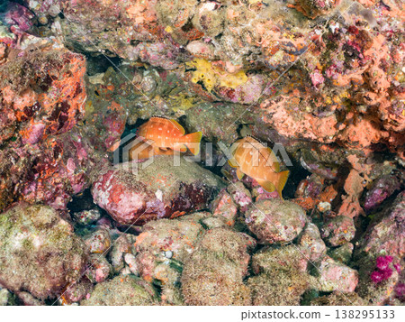High-grade fish such as the red grouper. Hirizo Beach, Nakagi, Minamiizu Town, Shizuoka Prefecture, Izu Peninsula - 2025 One of Japan's leading snorkeling spots. High-grade fish such as the red grouper. Hirizo Beach, Nakagi, Minamiizu Town, Shizuoka Prefecture, Izu Peninsula - 2025 One of Japan's leading snorkeling spots. 138295133