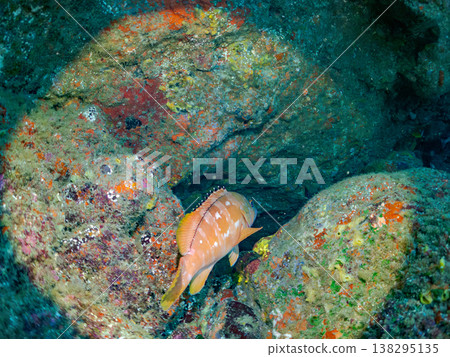 High-grade fish such as the red grouper. Hirizo Beach, Nakagi, Minamiizu Town, Shizuoka Prefecture, Izu Peninsula - 2025 One of Japan's leading snorkeling spots. 138295135