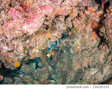 盛產紅石斑魚等高級魚類。靜岡縣伊豆半島南伊豆町中木市Hirizo海灘 - 2025，日本頂級浮潛勝地之一。 138295142