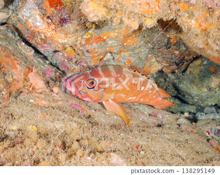 High-grade fish such as the red grouper. Hirizo Beach, Nakagi, Minamiizu Town, Shizuoka Prefecture, Izu Peninsula - 2025 One of Japan's leading snorkeling spots. High-grade fish such as the red grouper. Hirizo Beach, Nakagi, Minamiizu Town, Shizuoka Prefecture, Izu Peninsula - 2025 One of Japan's leading snorkeling spots. 138295149