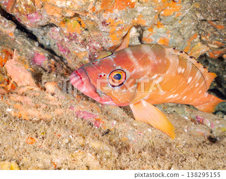 High-grade fish such as the red grouper. Hirizo Beach, Nakagi, Minamiizu Town, Shizuoka Prefecture, Izu Peninsula - 2025 One of Japan's leading snorkeling spots. 138295155