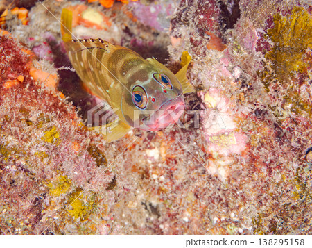 High-grade fish such as the red grouper. Hirizo Beach, Nakagi, Minamiizu Town, Shizuoka Prefecture, Izu Peninsula - 2025 One of Japan's leading snorkeling spots. 138295158
