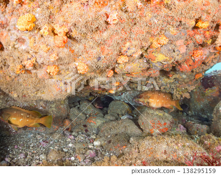 盛產紅石斑魚等高級魚類。靜岡縣伊豆半島南伊豆町中木市Hirizo海灘 - 2025，日本頂級浮潛勝地之一。 138295159