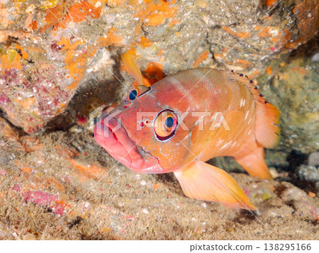 盛產紅石斑魚等高級魚類。靜岡縣伊豆半島南伊豆町中木市Hirizo海灘 - 2025,日本頂級浮潛勝地之一。 盛產紅石斑魚等高級魚類。靜岡縣伊豆半島南伊豆町中木市Hirizo海灘 - 2025,日本頂級浮潛勝地之一。 138295166