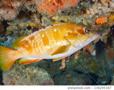 盛產紅石斑魚等高級魚類。靜岡縣伊豆半島南伊豆町中木市Hirizo海灘 - 2025,日本頂級浮潛勝地之一。 盛產紅石斑魚等高級魚類。靜岡縣伊豆半島南伊豆町中木市Hirizo海灘 - 2025,日本頂級浮潛勝地之一。 138295167