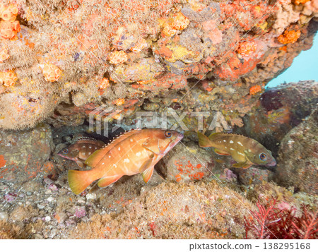 盛產紅石斑魚等高級魚類。靜岡縣伊豆半島南伊豆町中木市Hirizo海灘 - 2025,日本頂級浮潛勝地之一。 盛產紅石斑魚等高級魚類。靜岡縣伊豆半島南伊豆町中木市Hirizo海灘 - 2025,日本頂級浮潛勝地之一。 138295168
