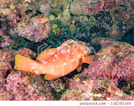 盛產紅石斑魚等高級魚類。靜岡縣伊豆半島南伊豆町中木市Hirizo海灘 - 2025,日本頂級浮潛勝地之一。 盛產紅石斑魚等高級魚類。靜岡縣伊豆半島南伊豆町中木市Hirizo海灘 - 2025,日本頂級浮潛勝地之一。 138295169
