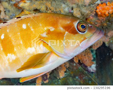 盛產紅石斑魚等高級魚類。靜岡縣伊豆半島南伊豆町中木市Hirizo海灘 - 2025，日本頂級浮潛勝地之一。 138295196