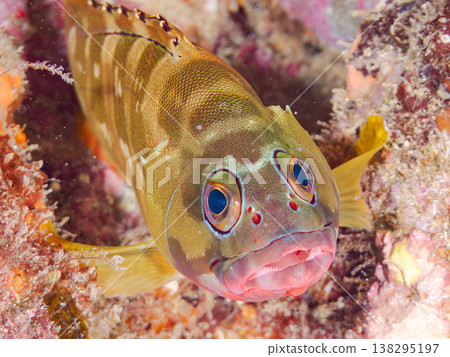 盛產紅石斑魚等高級魚類。靜岡縣伊豆半島南伊豆町中木市Hirizo海灘 - 2025，日本頂級浮潛勝地之一。 138295197