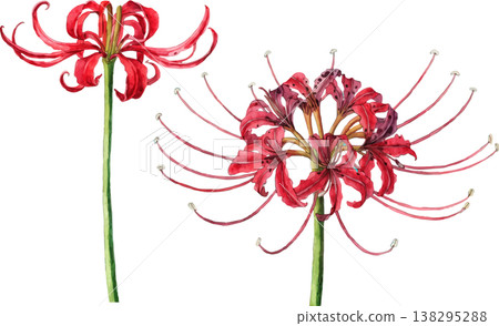 Watercolor Illustration of Red Spider Lily Flowers 138295288