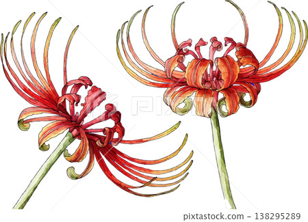 Watercolor Illustration of Red Spider Lily Flowers Watercolor Illustration of Red Spider Lily Flowers 138295289