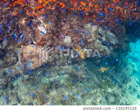 在Hirizo海灘可以找到金魚、藍花魚、黃尾鯛、大眼雀鯛、海鞭魚以及其他魚類。 138295526