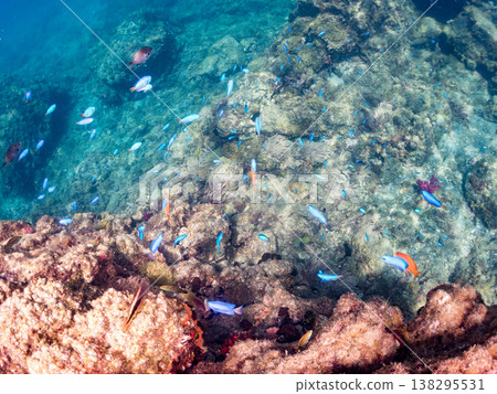 在Hirizo海灘可以找到金魚、藍花魚、黃尾鯛、大眼雀鯛、海鞭魚以及其他魚類。 在Hirizo海灘可以找到金魚、藍花魚、黃尾鯛、大眼雀鯛、海鞭魚以及其他魚類。 138295531